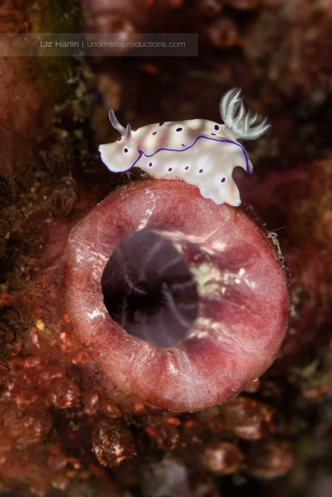 Macro photograph of a nudibranch on a tunicate (sea squirt) in Komodo, Indonesia. Marine life.
