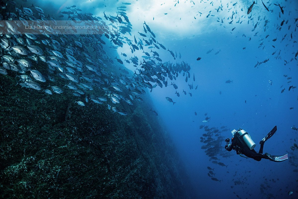 Lone female scuba diver with camera swims along with a swirling school of fish, underwater, with turbulent seas, at a remote volcanic sea mount in the Pacific Ocean