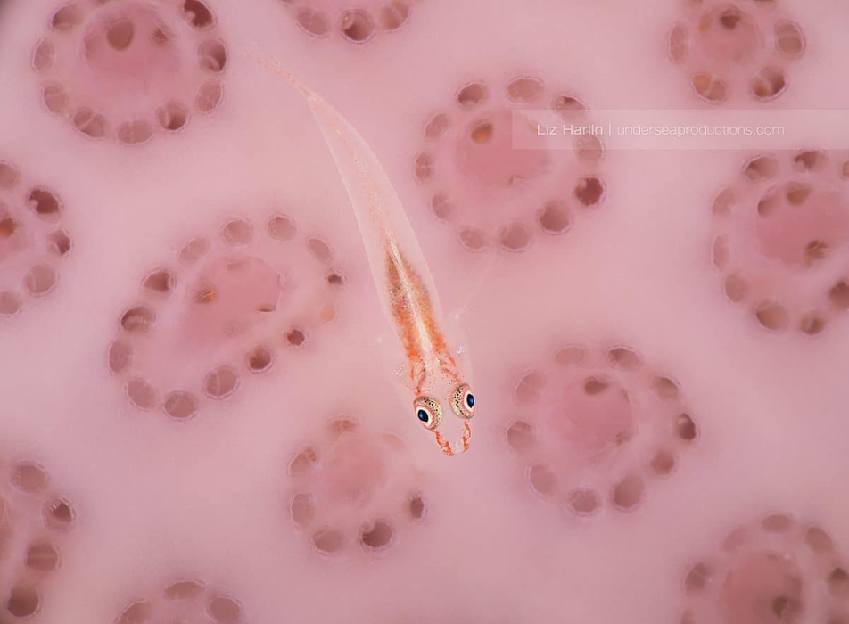 Super-macro closeup underwater photo of a ghostgoby on a pink tunicate; Philippines