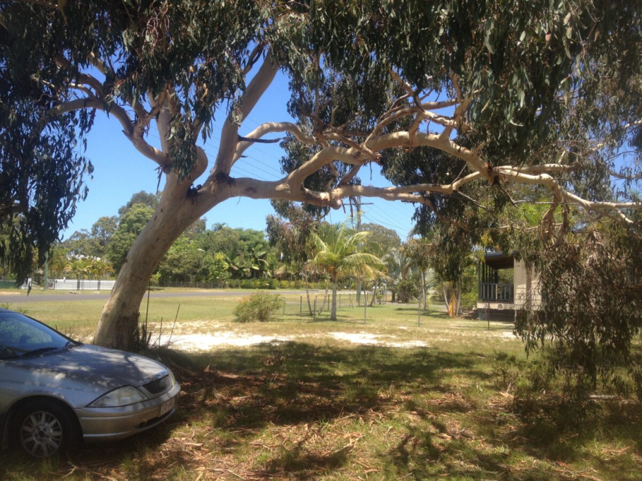 The bent scribbly gum ready to shade the office