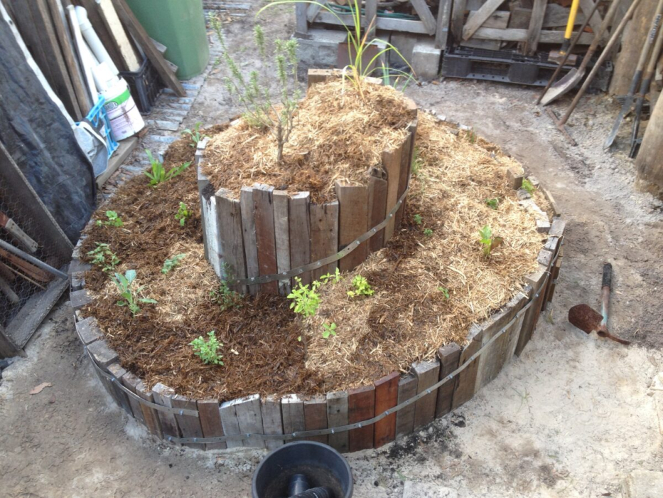 Spiral planted out and mulched