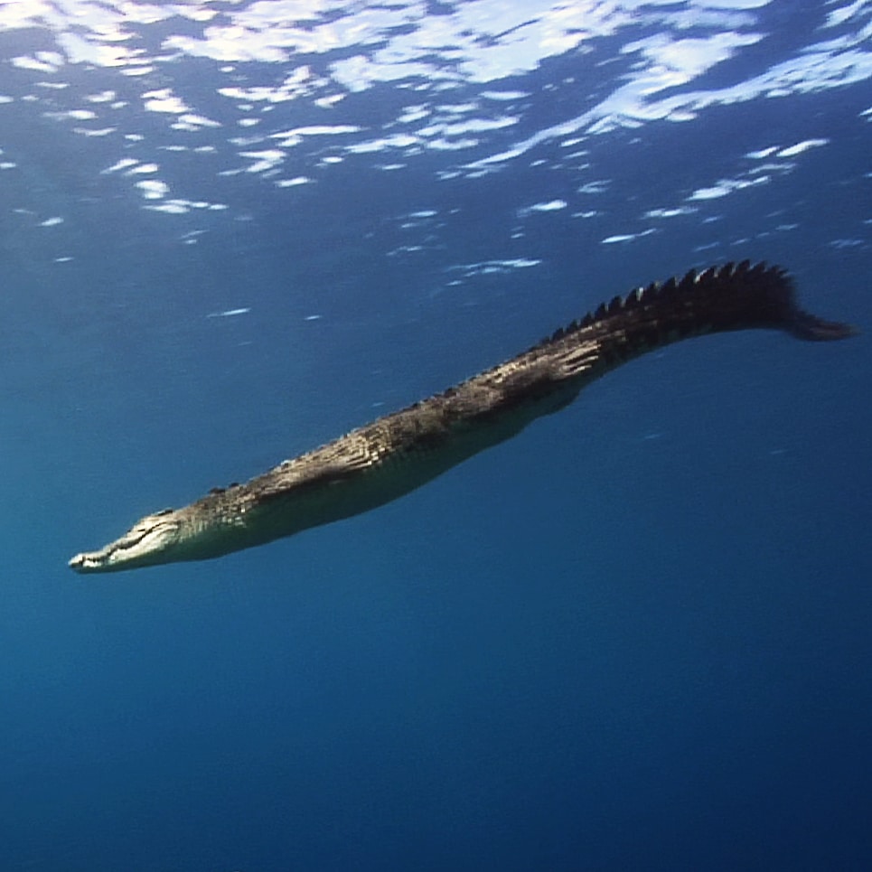 Underwater video stock footage of scuba dive sites in the Solomon Islands