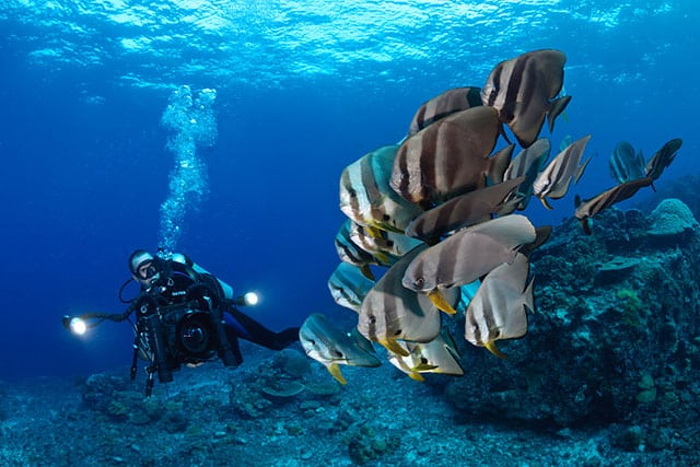 Professional underwater cameraman services