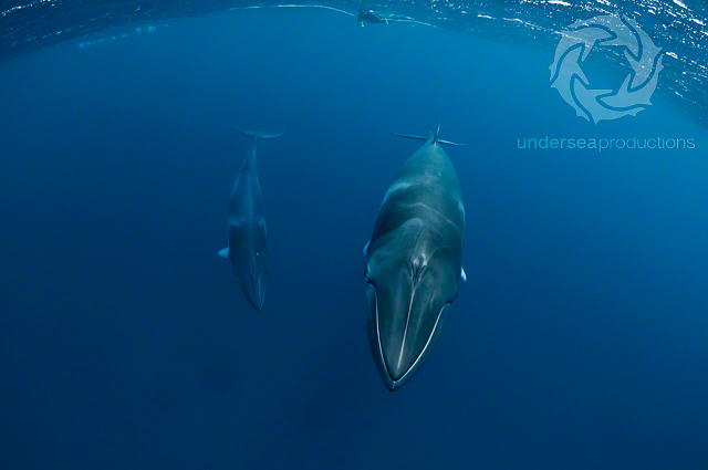 Mother and calf Dwarf Minke Whales