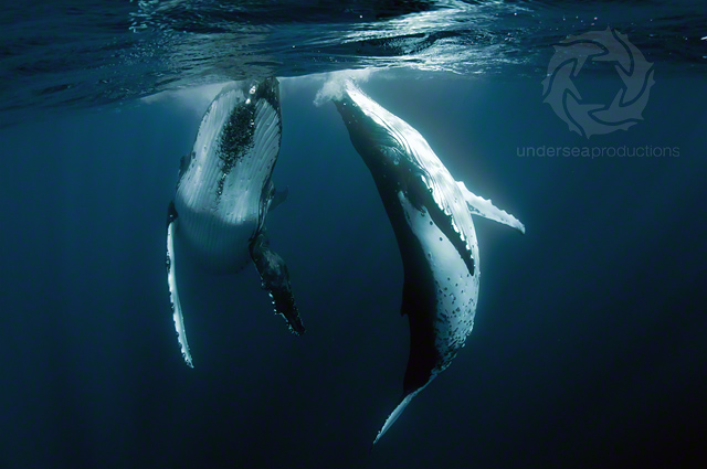Underwater photograph of a pair of humpback whales in Tonga.