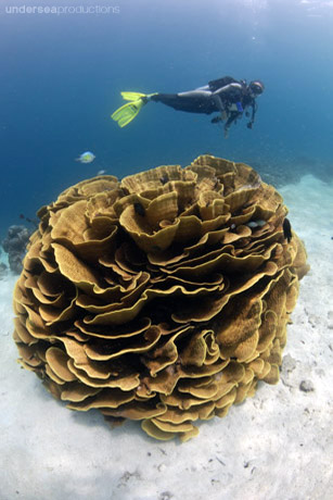 scuba diver and a huge round head of yellow cabbage lettuce coral