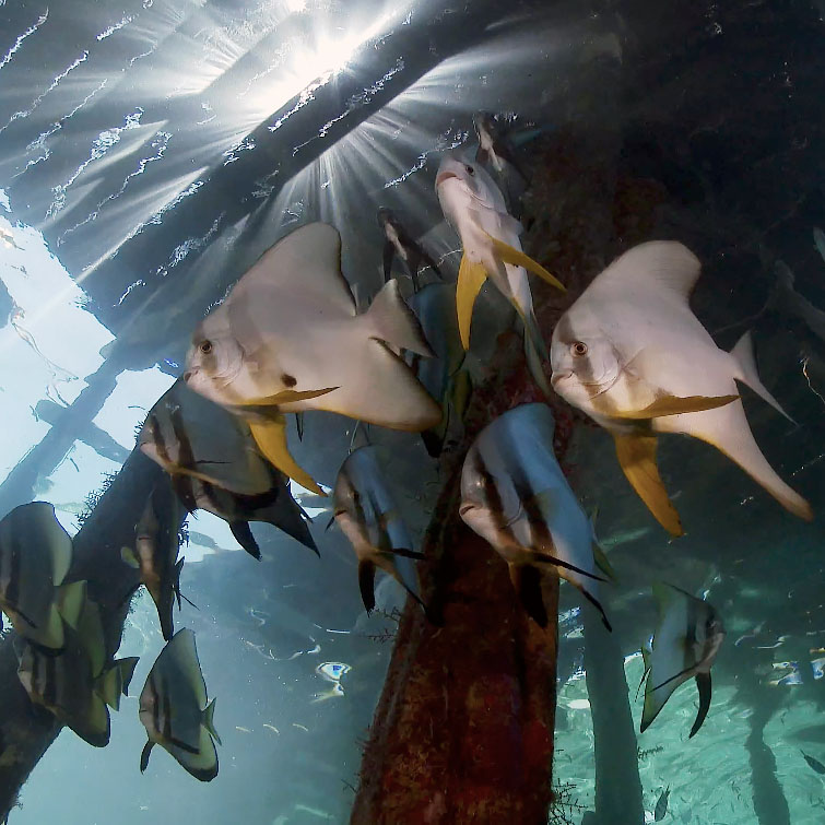 4K video of Raja Ampat, Indonesia underwater footage