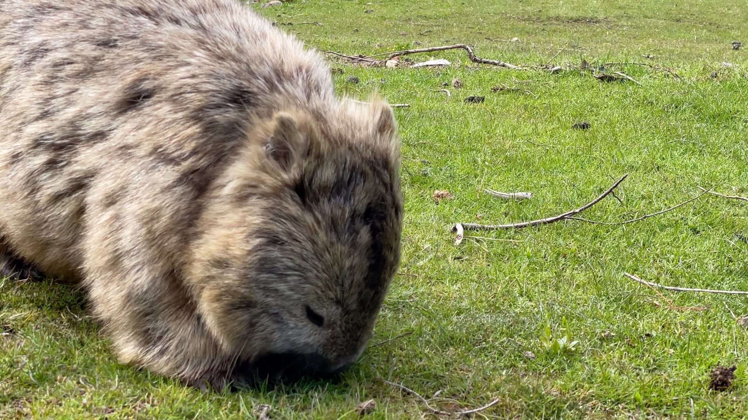 Common wombat feeding, Vombatus ursinus 4K UltraHD, UP45030