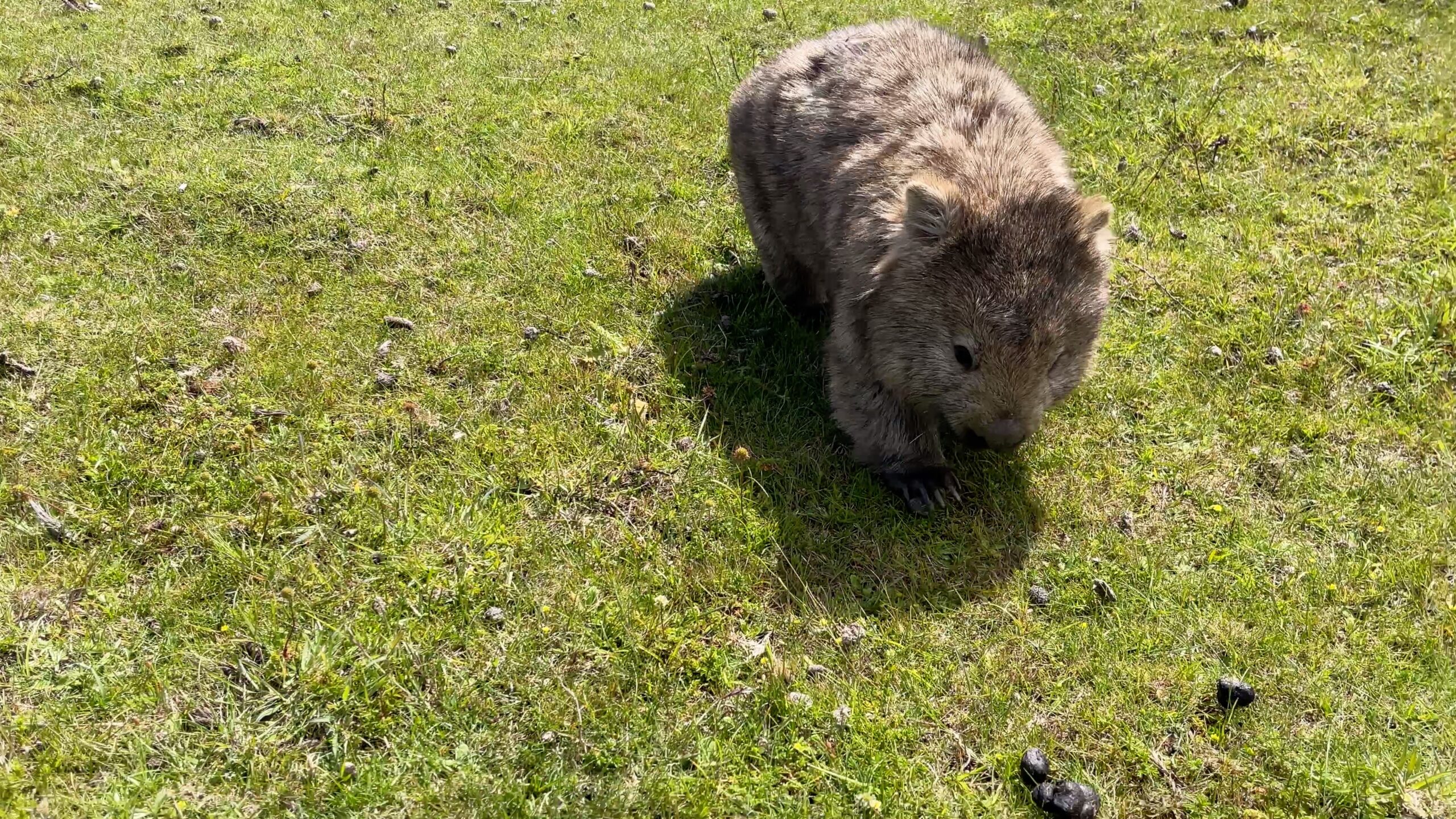 Common wombat walking, Vombatus ursinus 4K UltraHD, UP45033